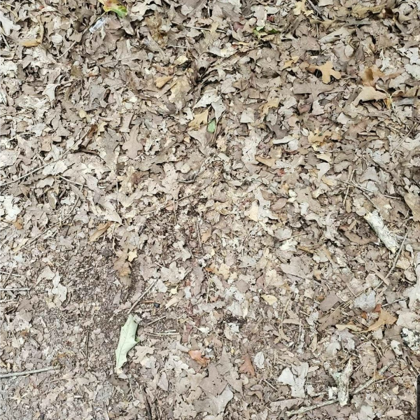 ¿Eres capaz de encontrar la serpiente en menos de 15 segundos?