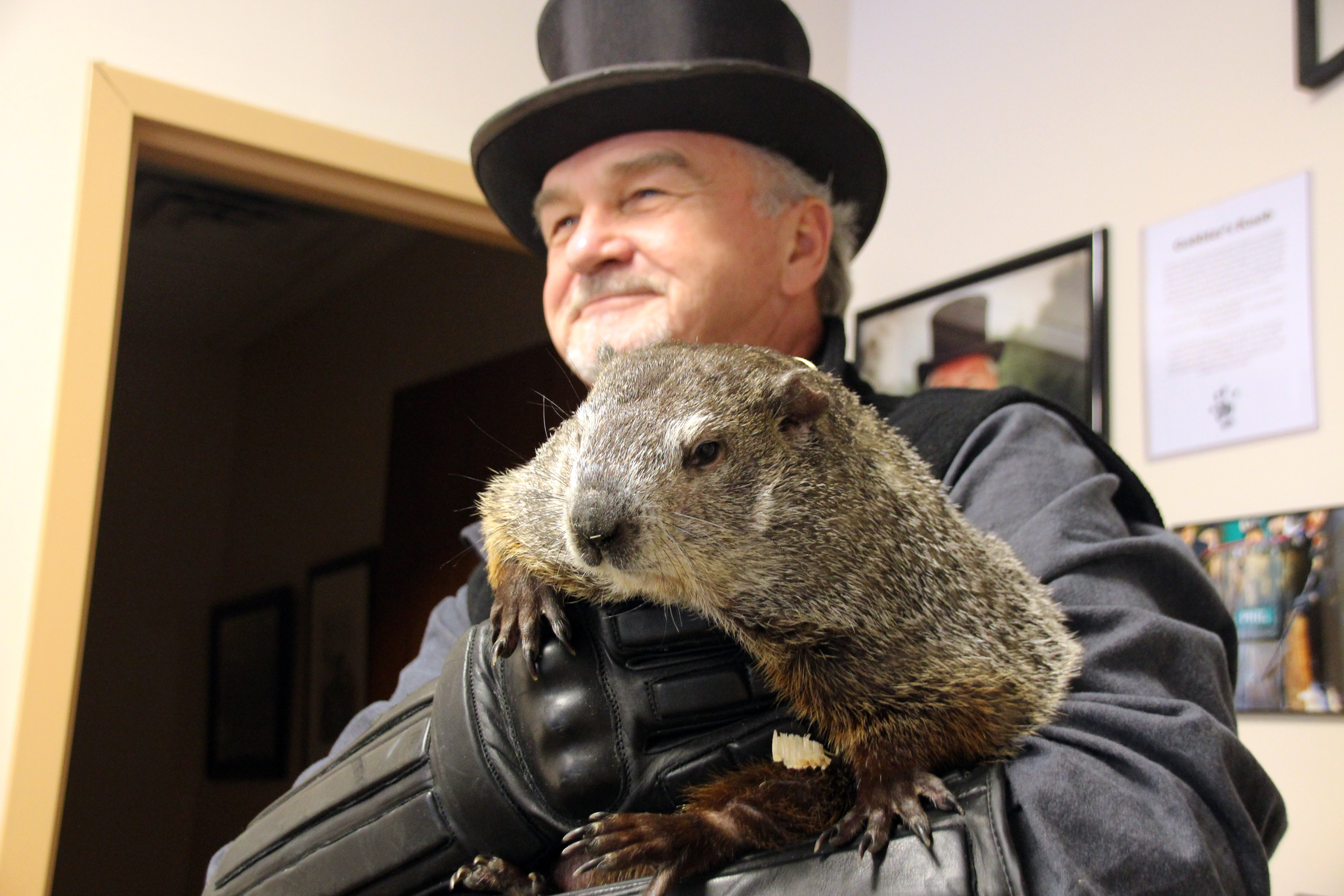 Muere la marmota del ‘Día de la Marmota’